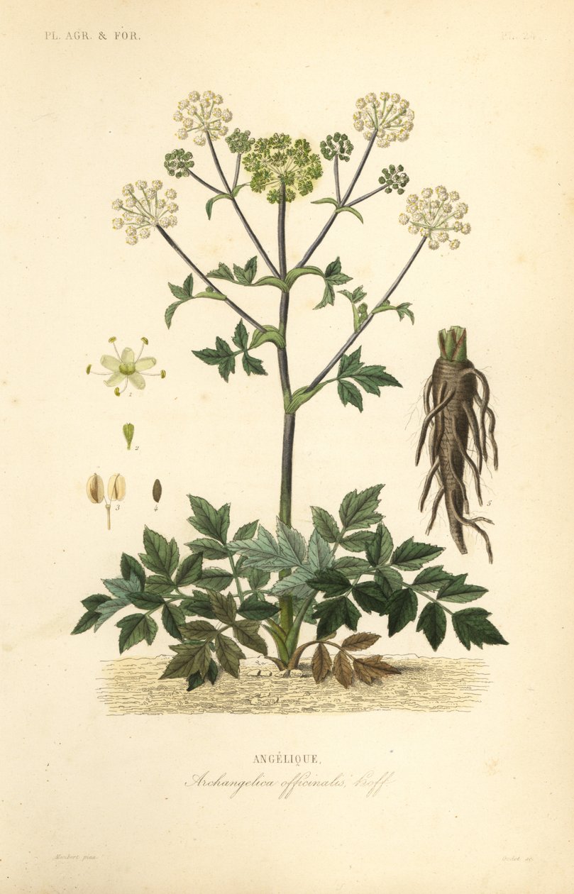 Grote engelwortel of wilde selderij, Angelica archangelica door Unbekannt