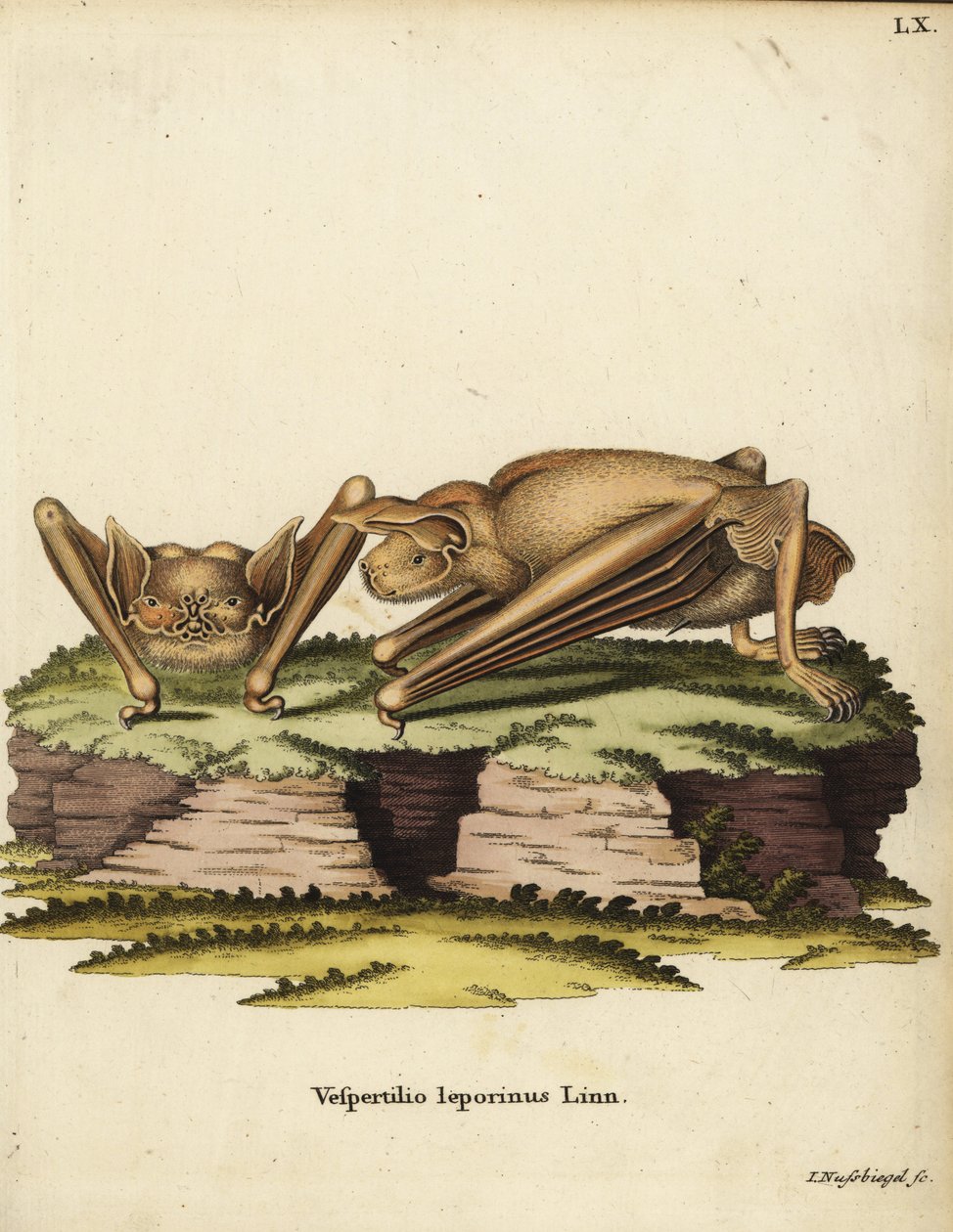 Grote bulldogvleermuis, Noctilio leporinus. Vespertilio leporinus Linn. Handgekleurde kopergravure door Johann Nussbiegel uit Johann Christian Daniel Schreber
