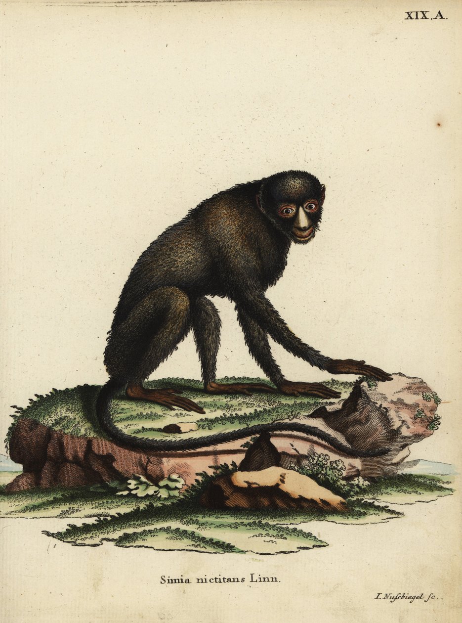 Grote vlekneusaap of stopverfaap. Cercopithecus nictitans. Simia Nictitans Linn. Handgekleurde kopergravure door Johann Nussbiegel uit Johann Christian Daniel Schreber