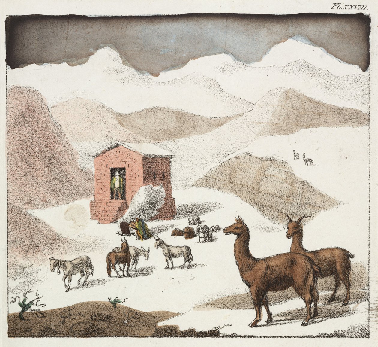 Guanaco