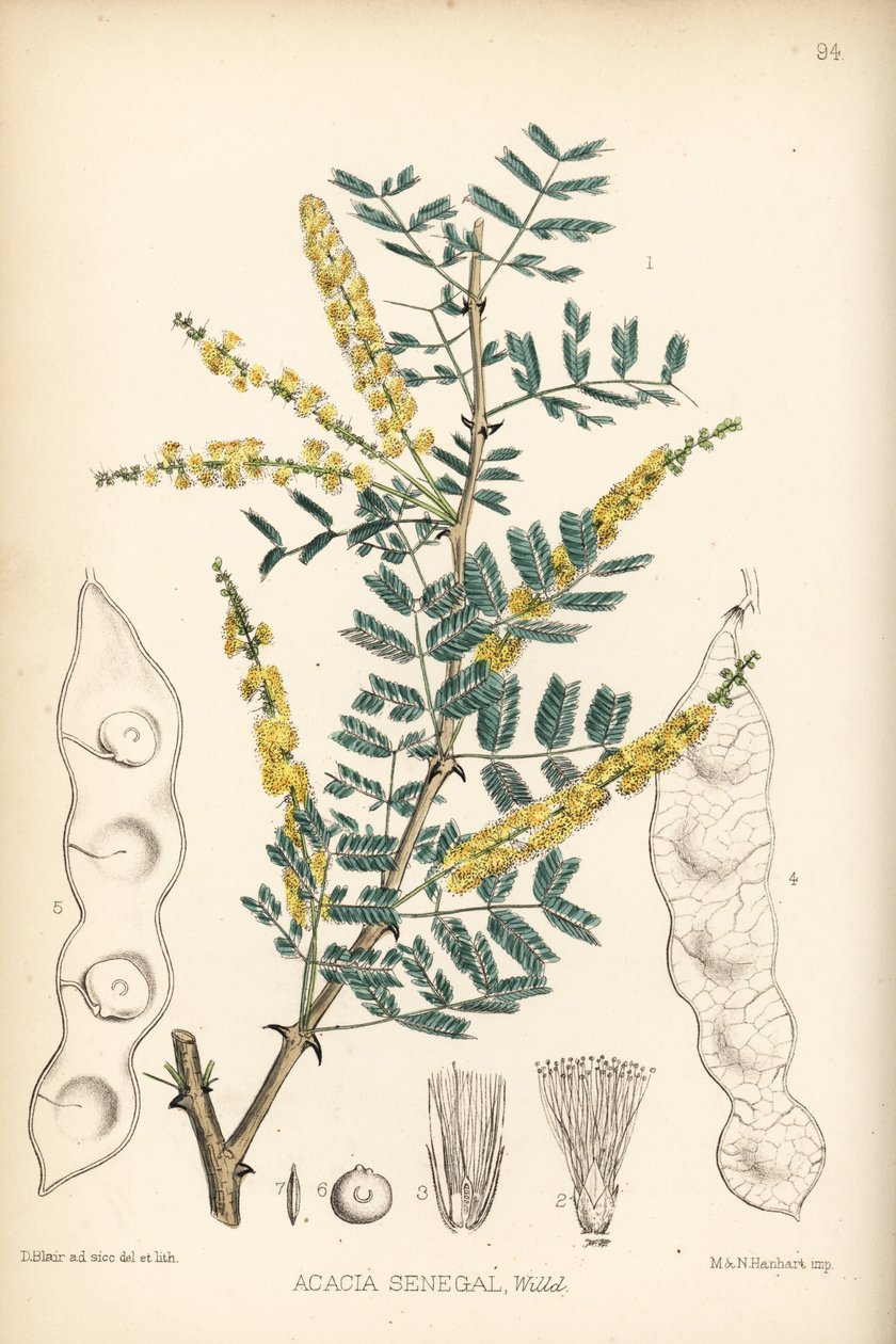 Arabische gom, verek of hashab gom, Acacia senegal. Handgekleurde lithografie door Hanhart naar een botanische illustratie door David Blair uit Robert Bentley en Henry Trimen