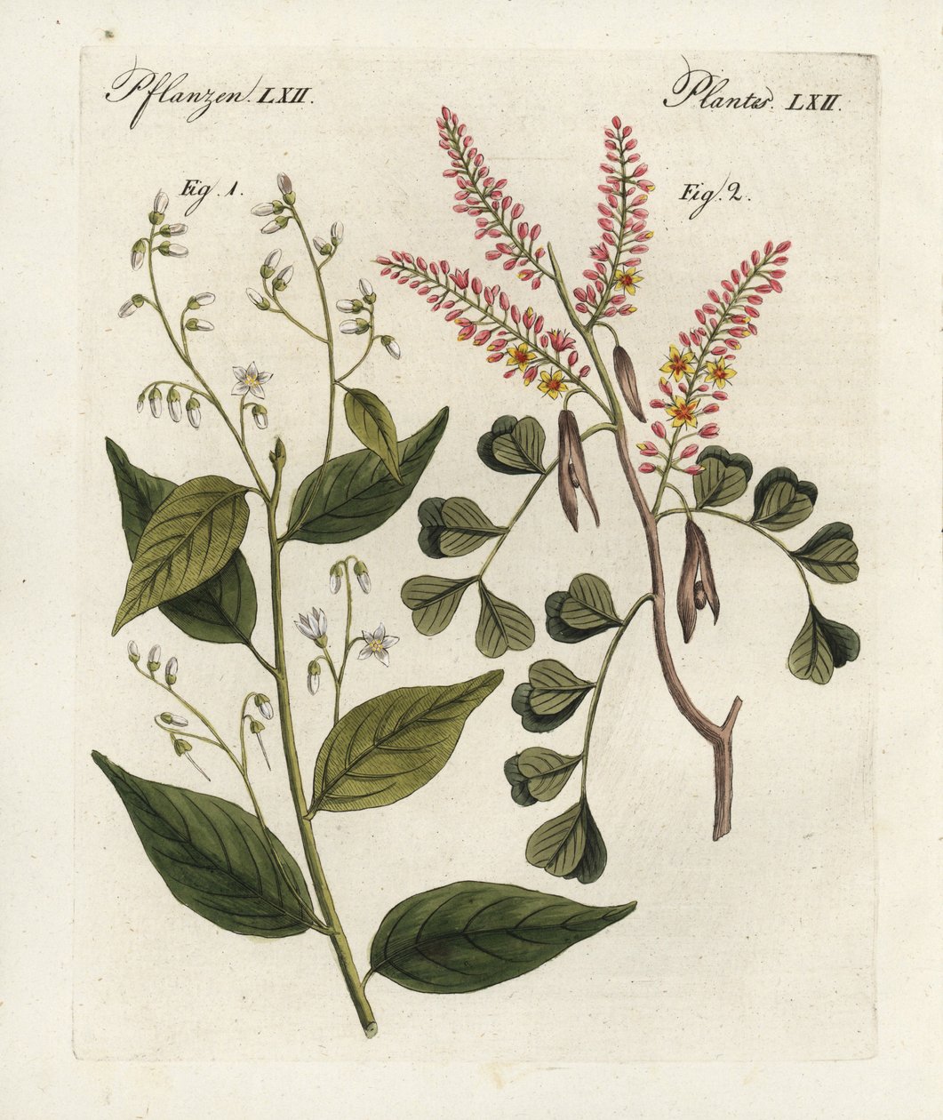 Gom benjamin boom, Styrax benzoin en haematoxylon campechianum. Handgekleurde kopergravure uit Bertuch