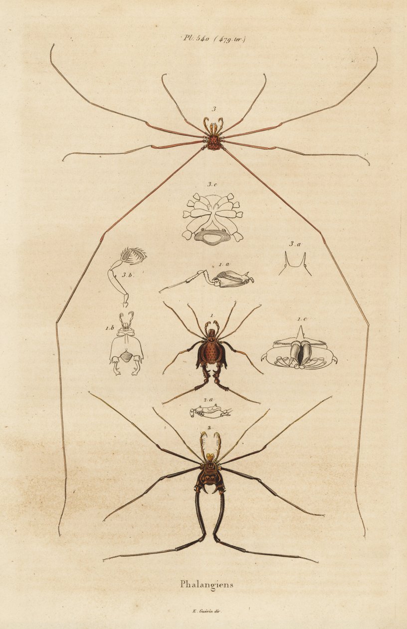 Hooiwagens, oogsters of langpootmuggen, Opiliones soorten door Unbekannt