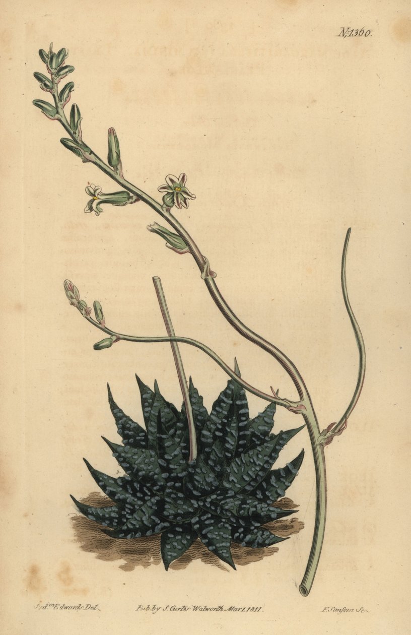 Haworthia minor of Tulista minima (Kleine parel aloë, Aloe margaritifera minima) door Unbekannt