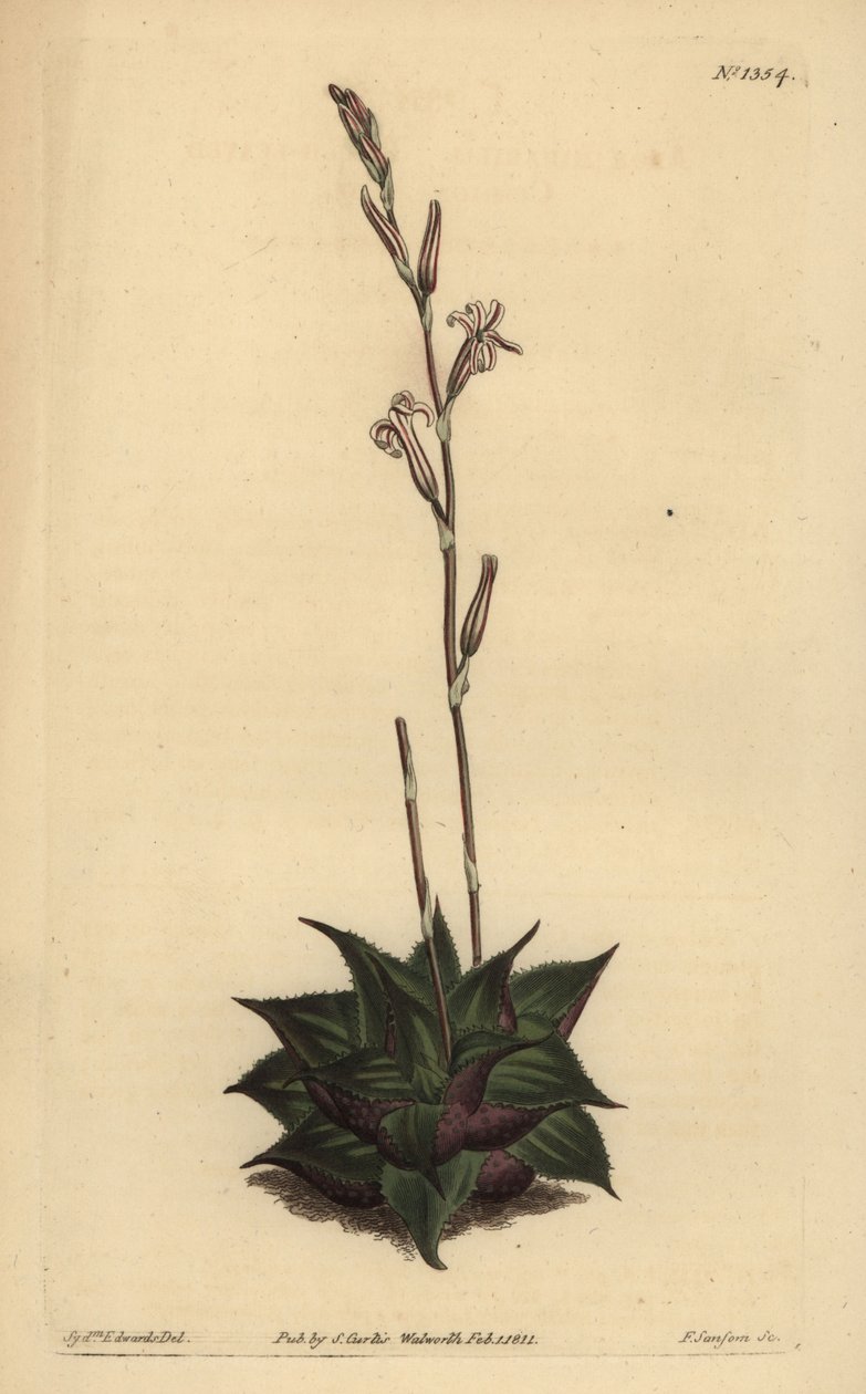 Haworthia mirabilis (Ruwbladige kussen aloë, Aloe mirabilis) door Unbekannt