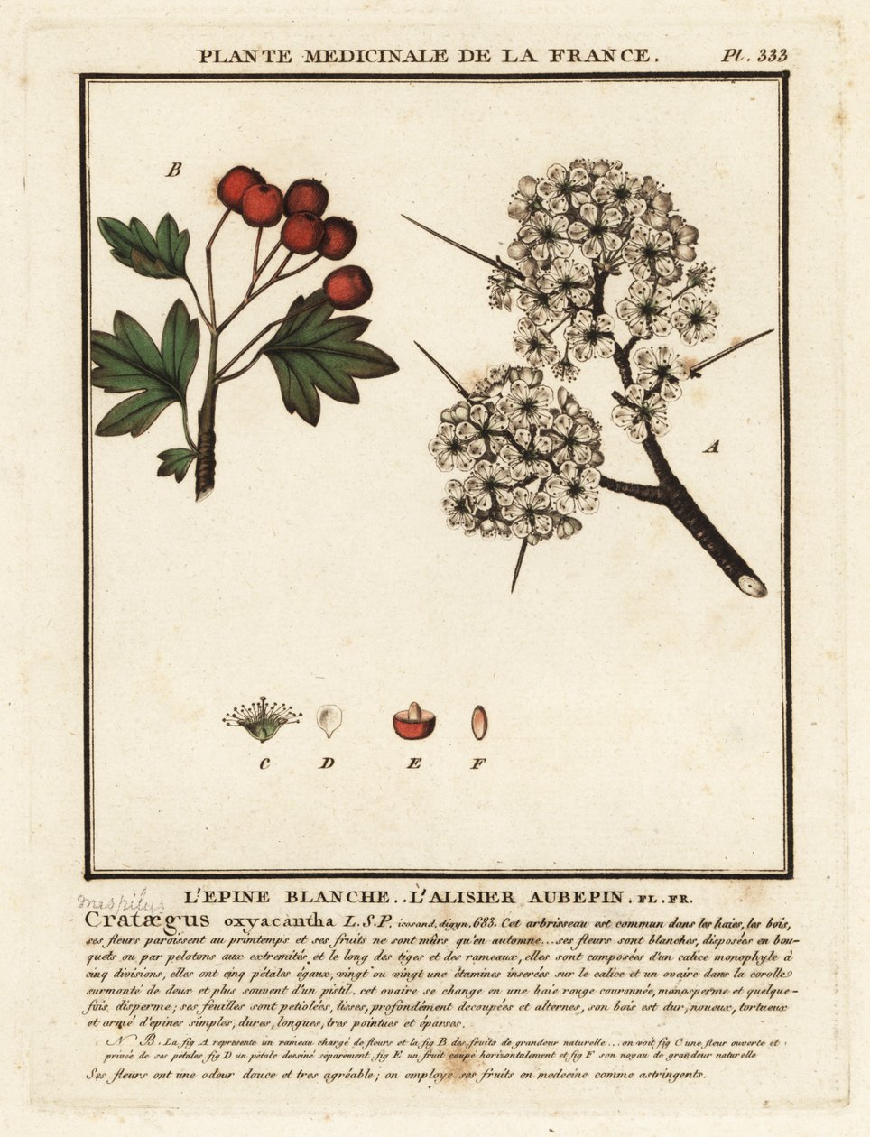 Meidoorn, Crataegus rhipidophylla door Unbekannter Künstler