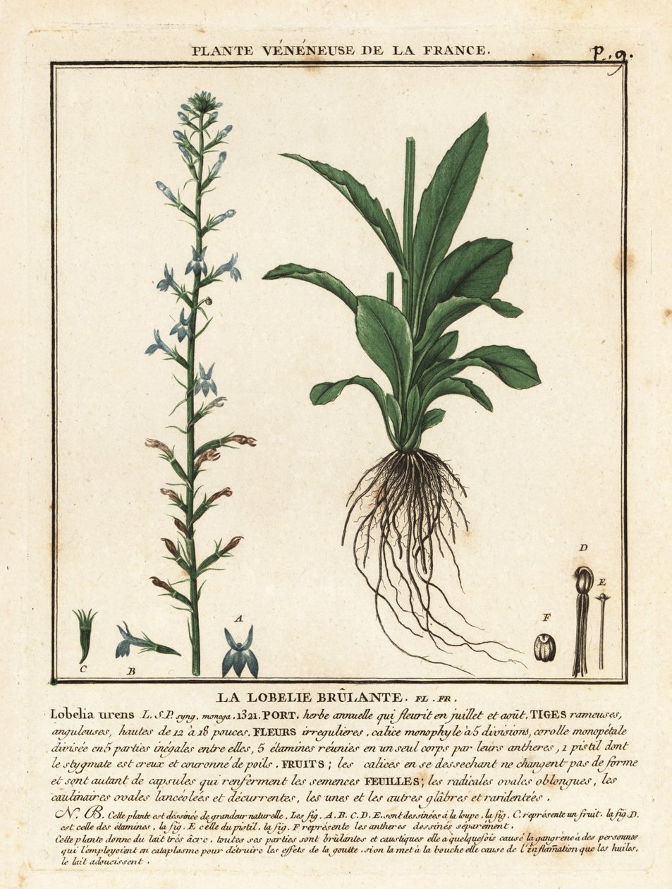 Heide lobelia, Lobelia urens door Unbekannter Künstler