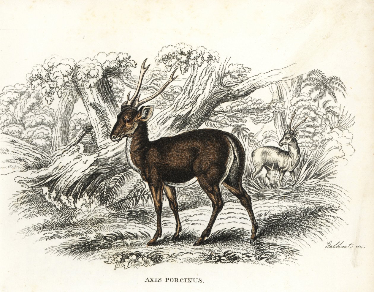 Zwijnenhert, Axis porcinus, bedreigd. Handgekleurde lithografie door Gebhart uit Georg Friedrich Treitschke