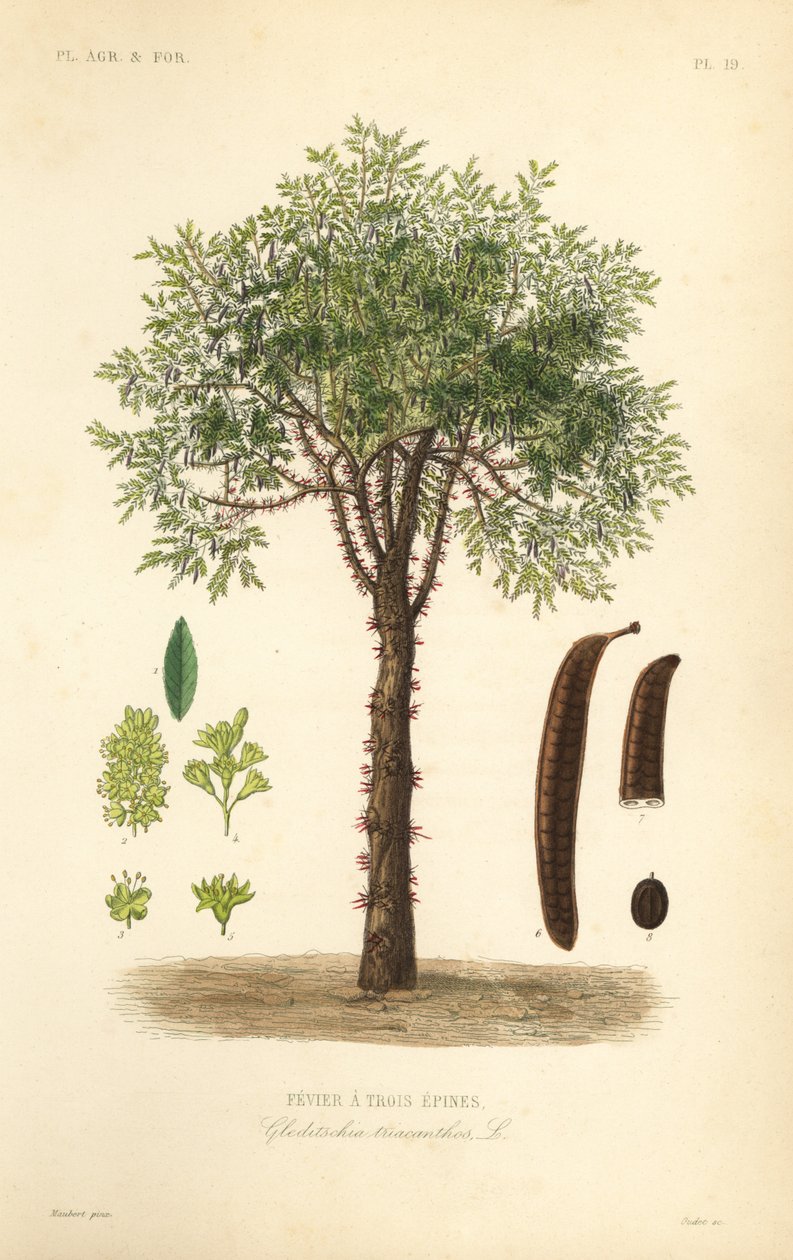 Honingboom of doornige acaciaboom, Gleditsia triacanthos, Gleditschia triacanthos, Fevier a trois epines door Unbekannt