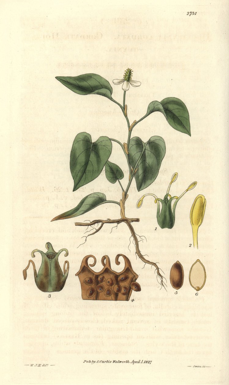 Houttuynia heeft witte bloemen, met details van vruchten, stamper en meeldraden. Variëteit afkomstig uit Azië. Illustratie door Wiliam Jackson Hooker (1785-1865), Britse botanicus en schrijver, professor aan de Universiteit van Glasgow (Schotland) en red door Unbekannter Künstler