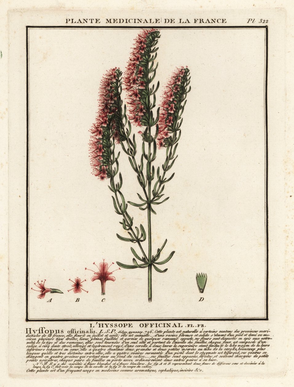 Hysop, Hyssopus officinalis door Unbekannter Künstler