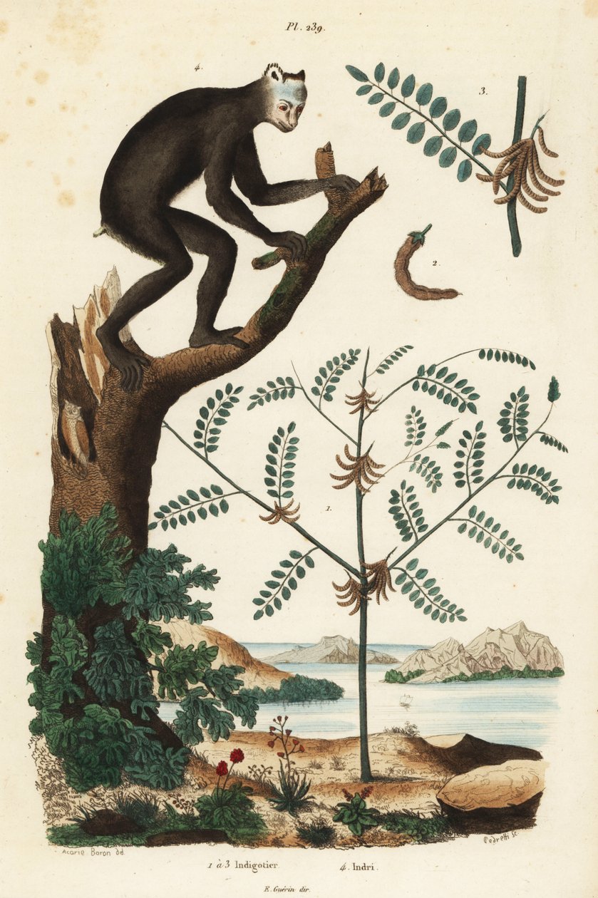 Indigoplant, Indigofera atropurpurea, en indri of babakoto, Indri indri, ernstig bedreigde maki door Unbekannt