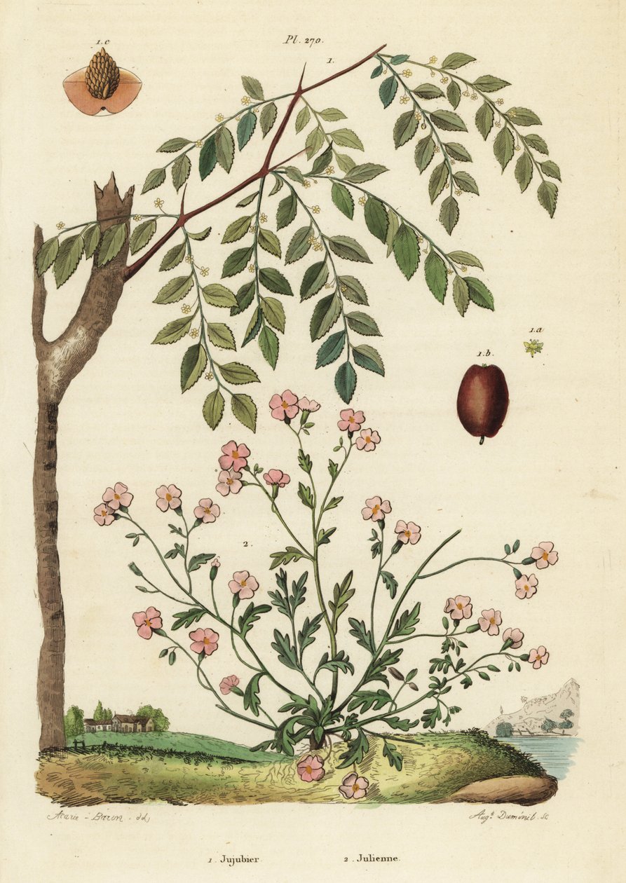 Jujube of Chinese dadel, Ziziphus jujuba 1, en Virginia stock, Malcolmia maritima 2 door Unbekannt