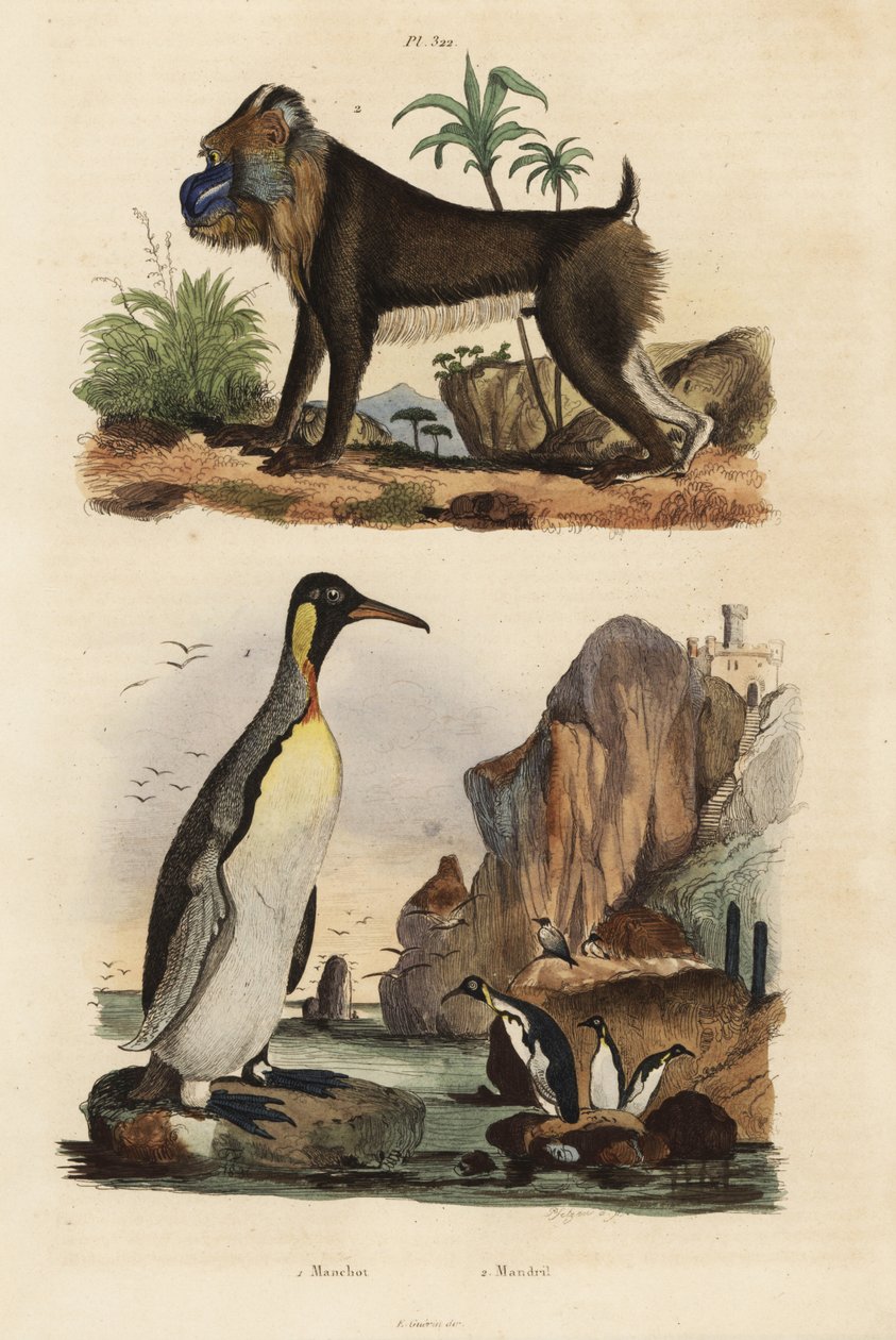 Koningspinguïn, Aptenodytes patagonicus 1, en mandril, Mandrillus sphinx, kwetsbaar, 2 door Unbekannt