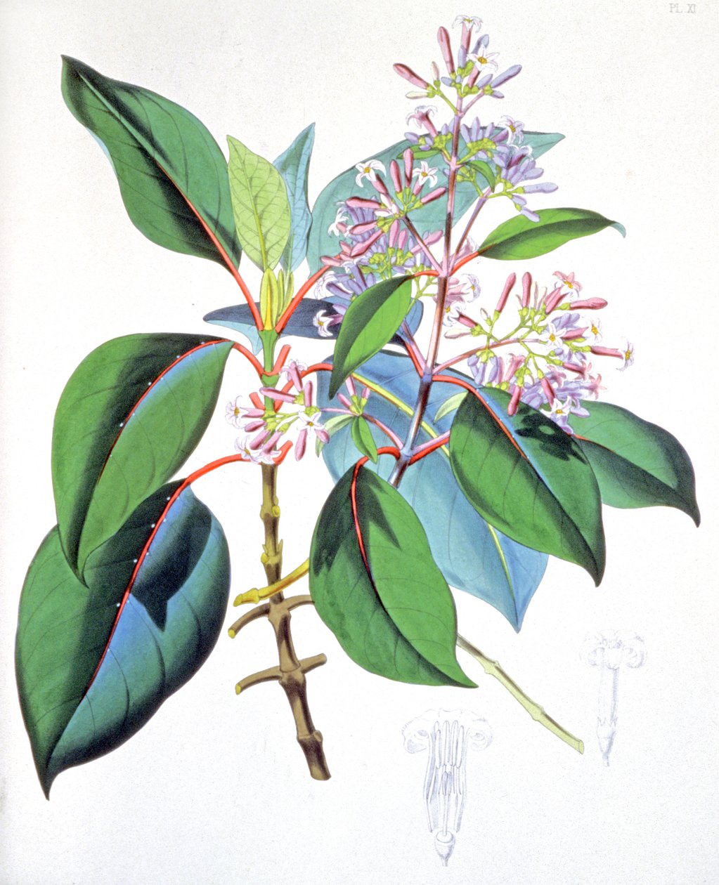 Bladeren en bloemen van de kinaboom, ca. 1850 (gravure) door Unbekannter Künstler