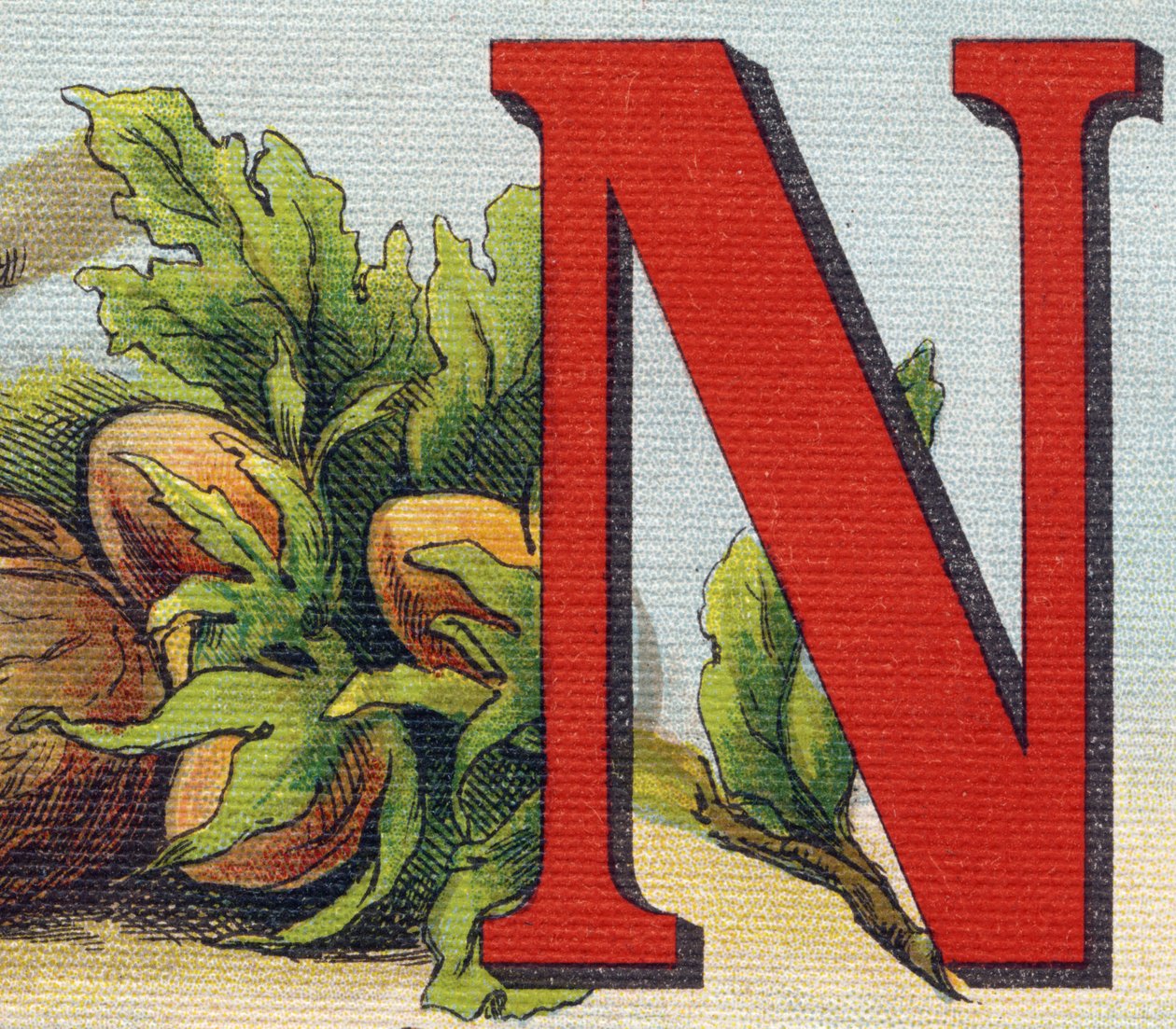 Letter N: hazelnoten door Unbekannt