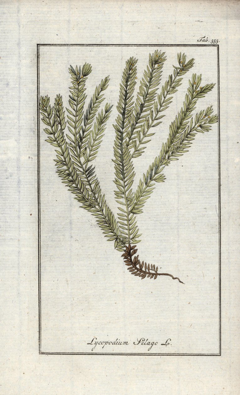 Lycopod in clubs of officinale lycopod (Lycopodium clavatum). Lithografie uit Afbeelding der Artseny-Gewassen door Johannes Zorn (1739-1799), Nederland door Unbekannter Künstler