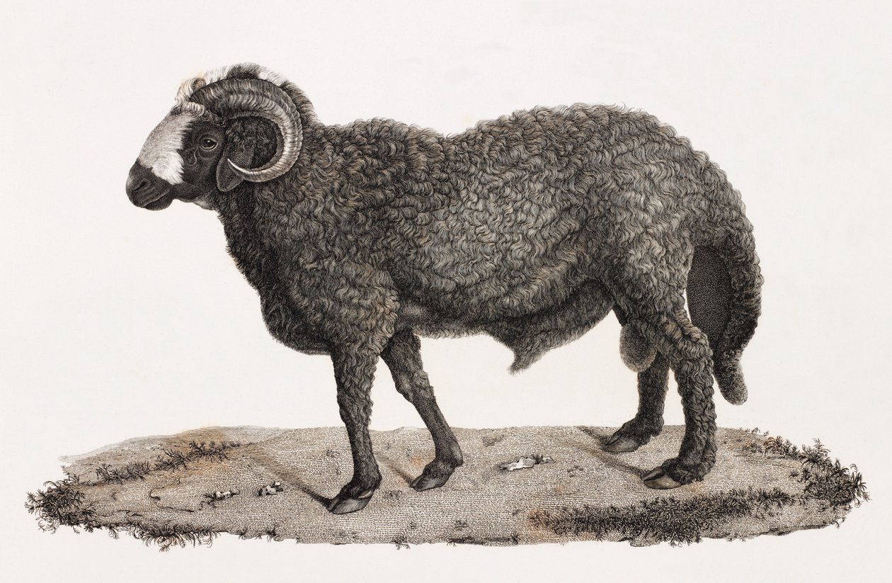 Zoogdieren: een ram met een grote staart door Unbekannt