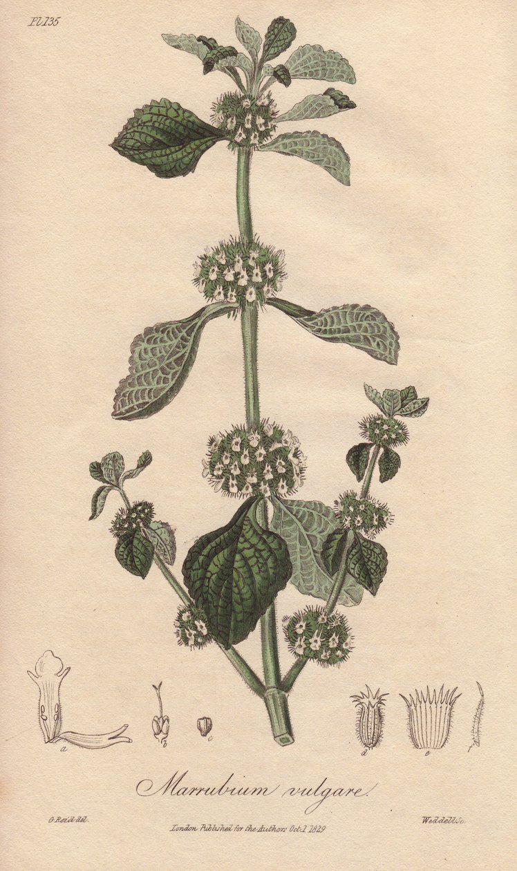 Marrubium vulgare (Marrubium vulgare) - Sterk water door William Clarke ter illustratie van 