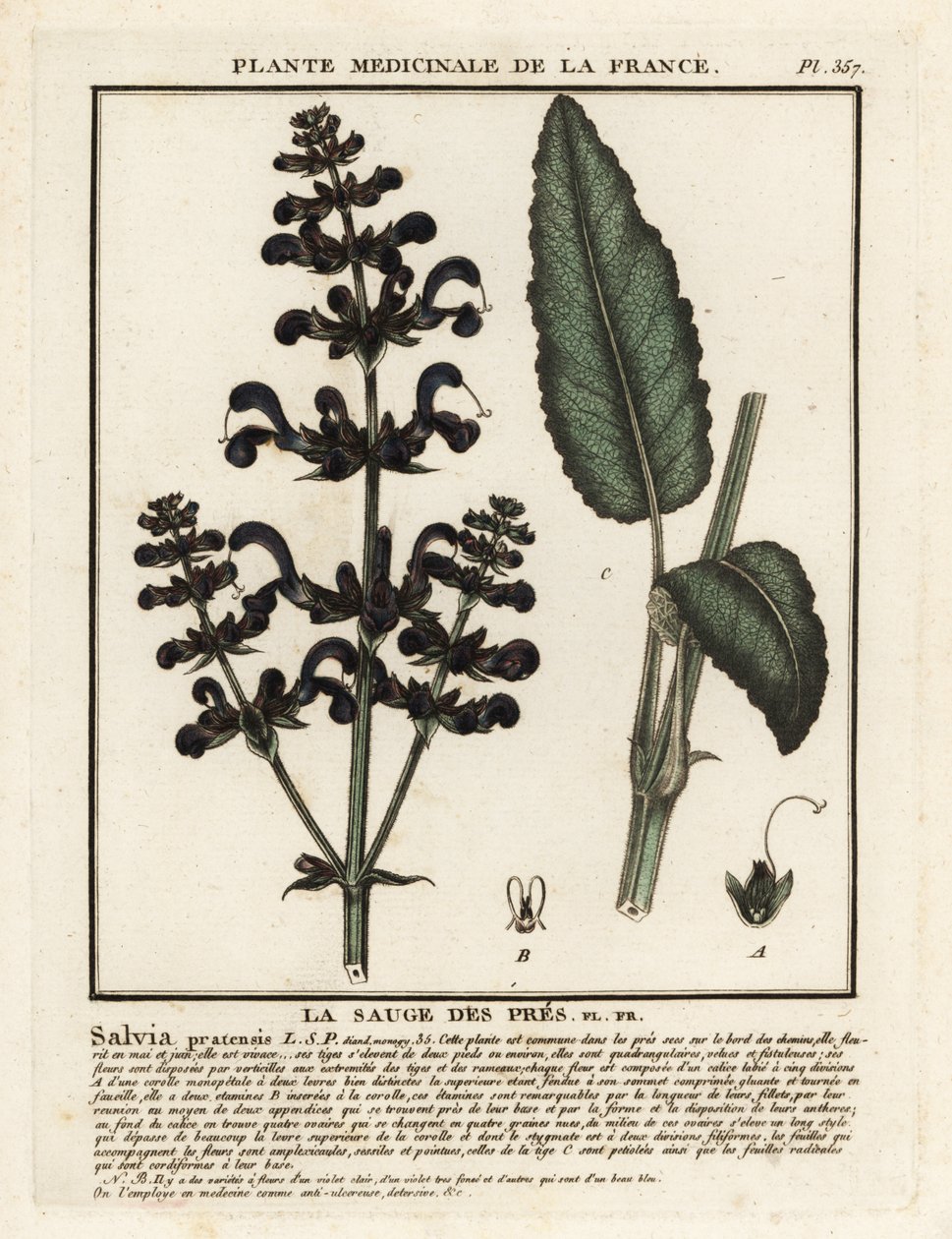 Weidesalie, Salvia pratensis door Unbekannter Künstler