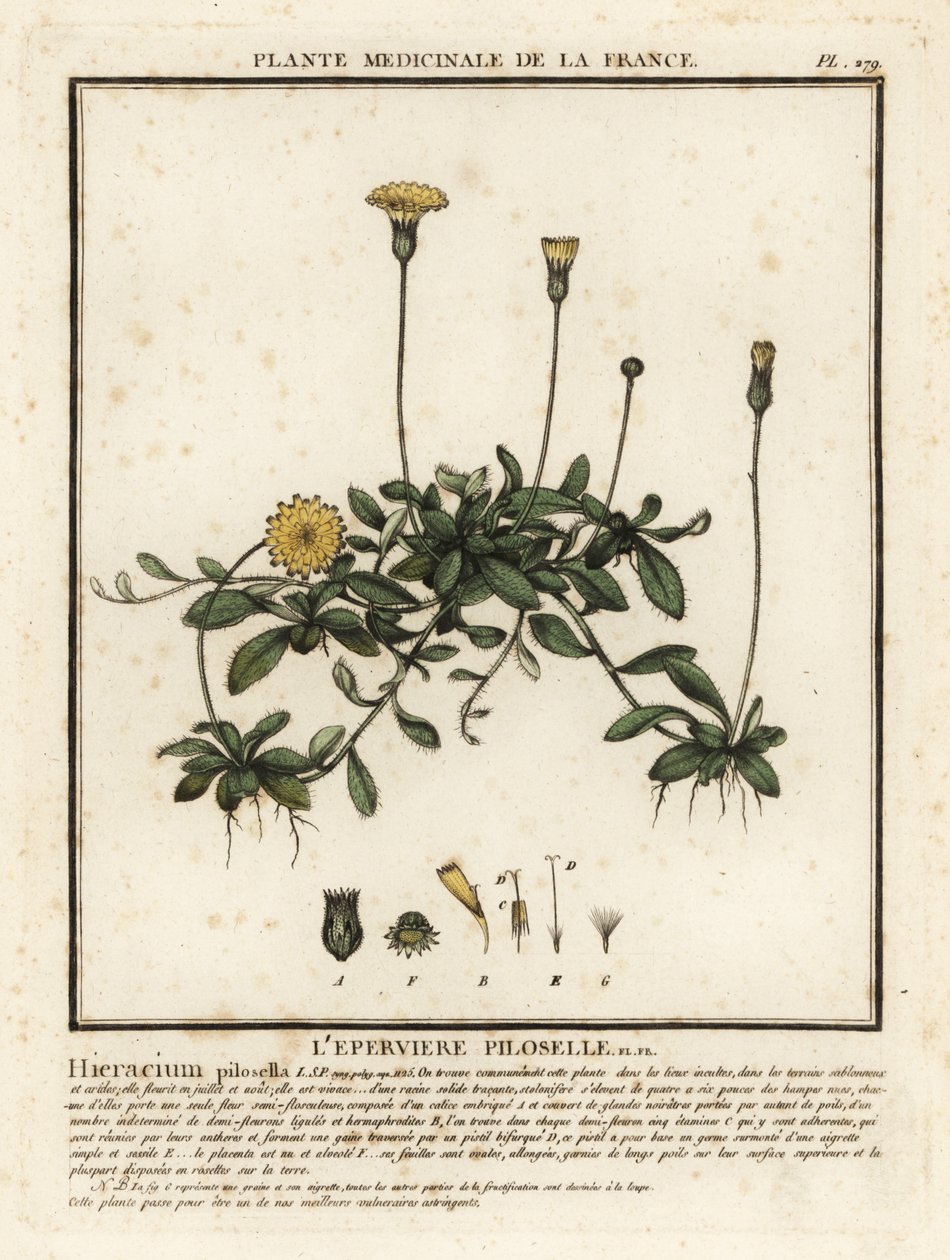 Muizenoor, Pilosella officinarum door Unbekannter Künstler