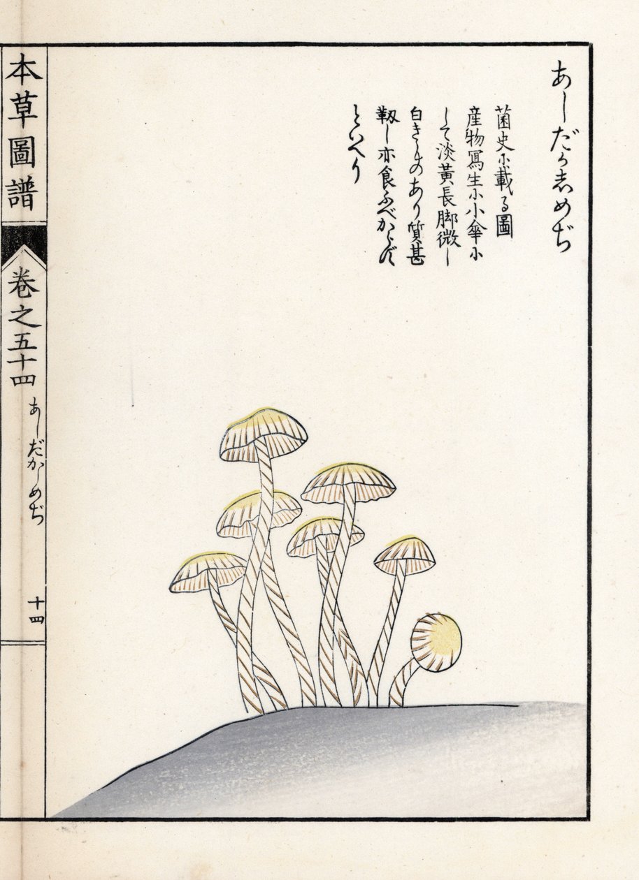 Paddenstoelen: shimeji ashitaka - Japanse prent door Kanen Iwasaki, uit Honzo Zufu, illustratieve gids voor geneeskrachtige planten door Unbekannter Künstler