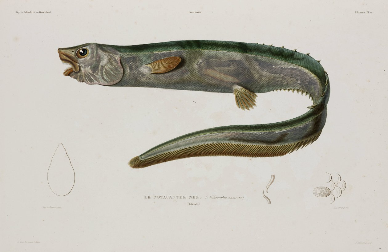 Natacanthus nasus, IJsland, begin 19e eeuw door Unbekannter Künstler