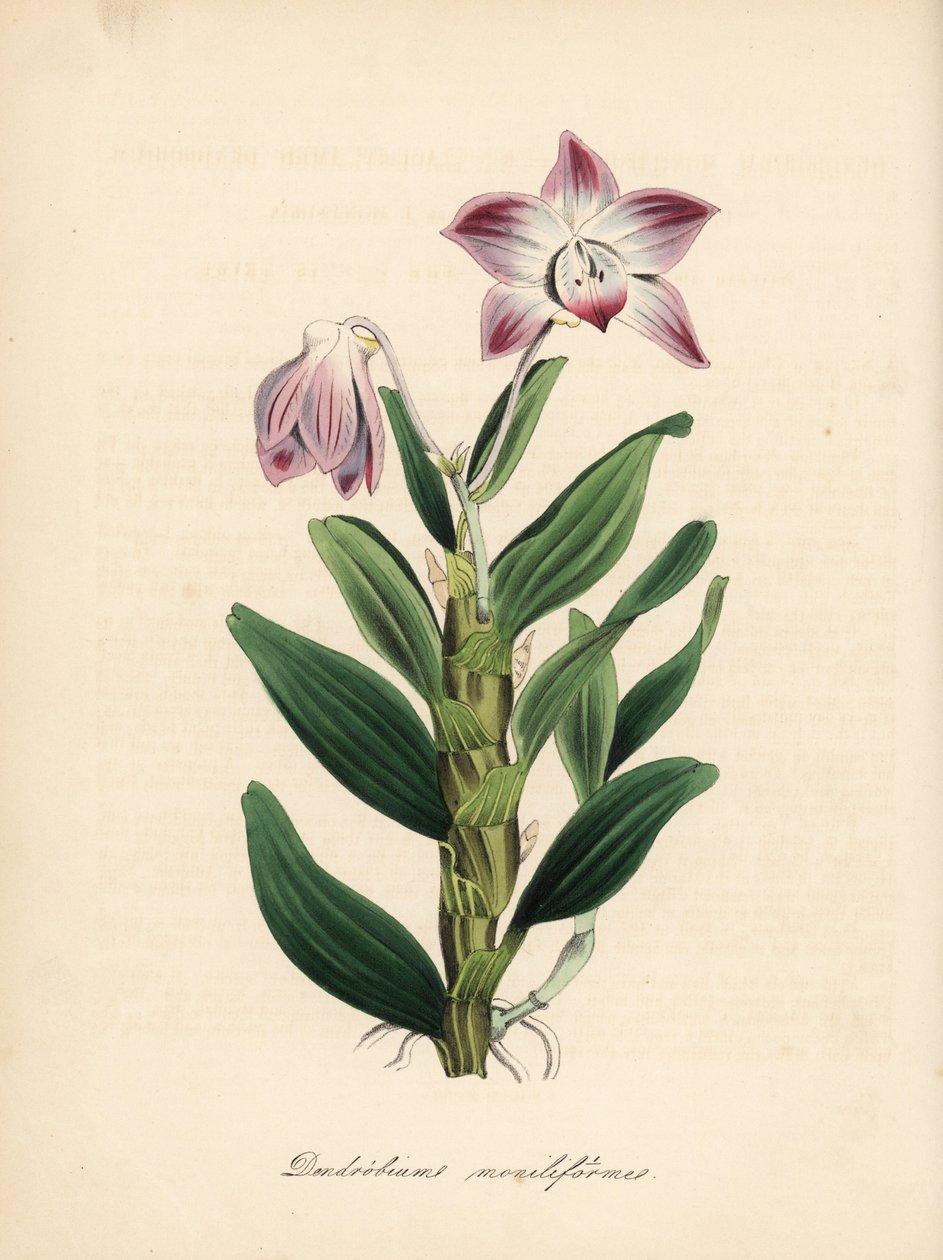 Halsketting-stengel dendrobium of sekikoku orchidee, Dendrobium moniliforme door Unbekannter Künstler
