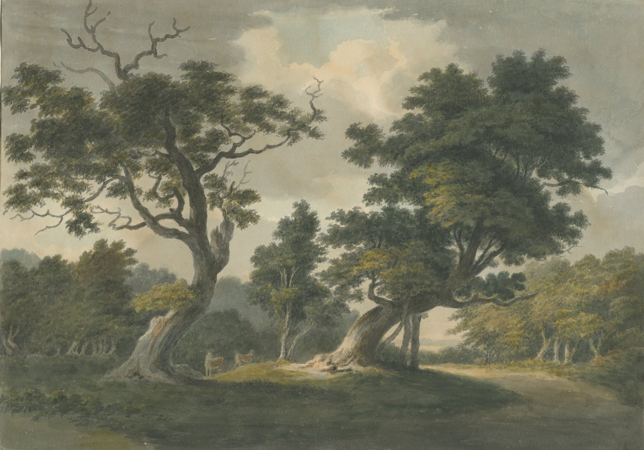 Needwood Bos: aquarel schilderij, nd [begin 19e eeuw] door Unbekannt