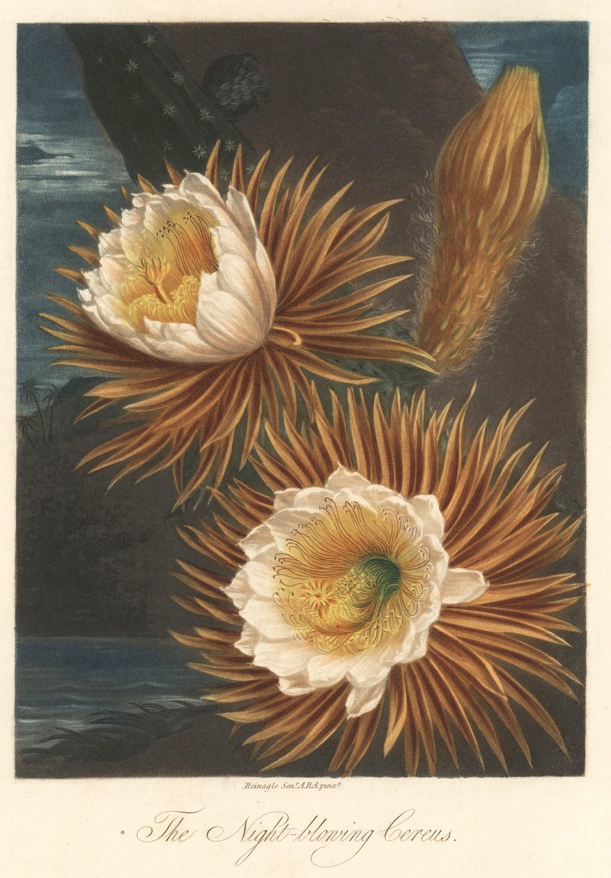 Nachtbloei van de drakenfruitplant of pitaya. Gravure, uit The Temple of Flora, door Dr. Robert Thornton door Unbekannter Künstler