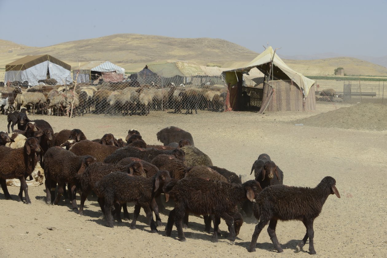 Nomadententen tussen Tamar en Ashkhaneh, Iran 2022 door Unbekannter Künstler