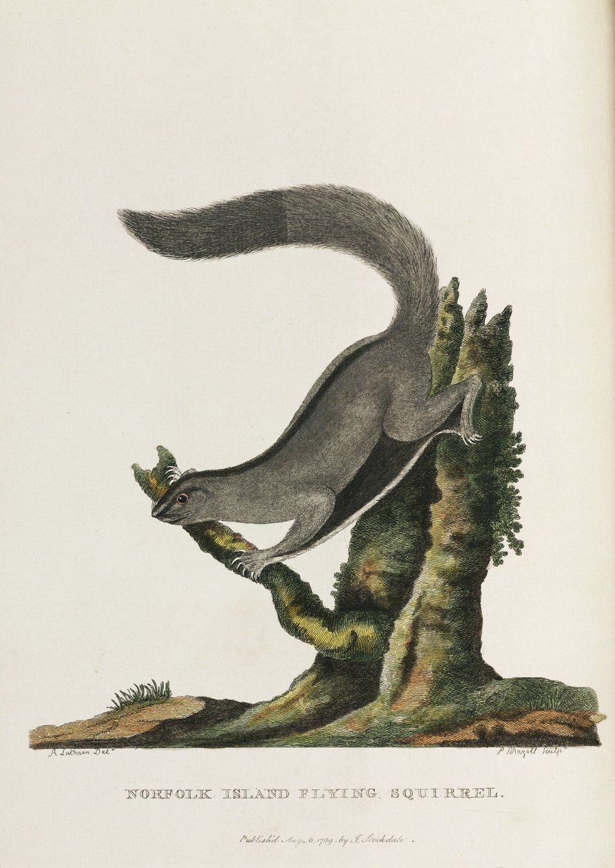 Norfolk Island vliegende eekhoorn, Australië, c 1788 door Unbekannter Künstler