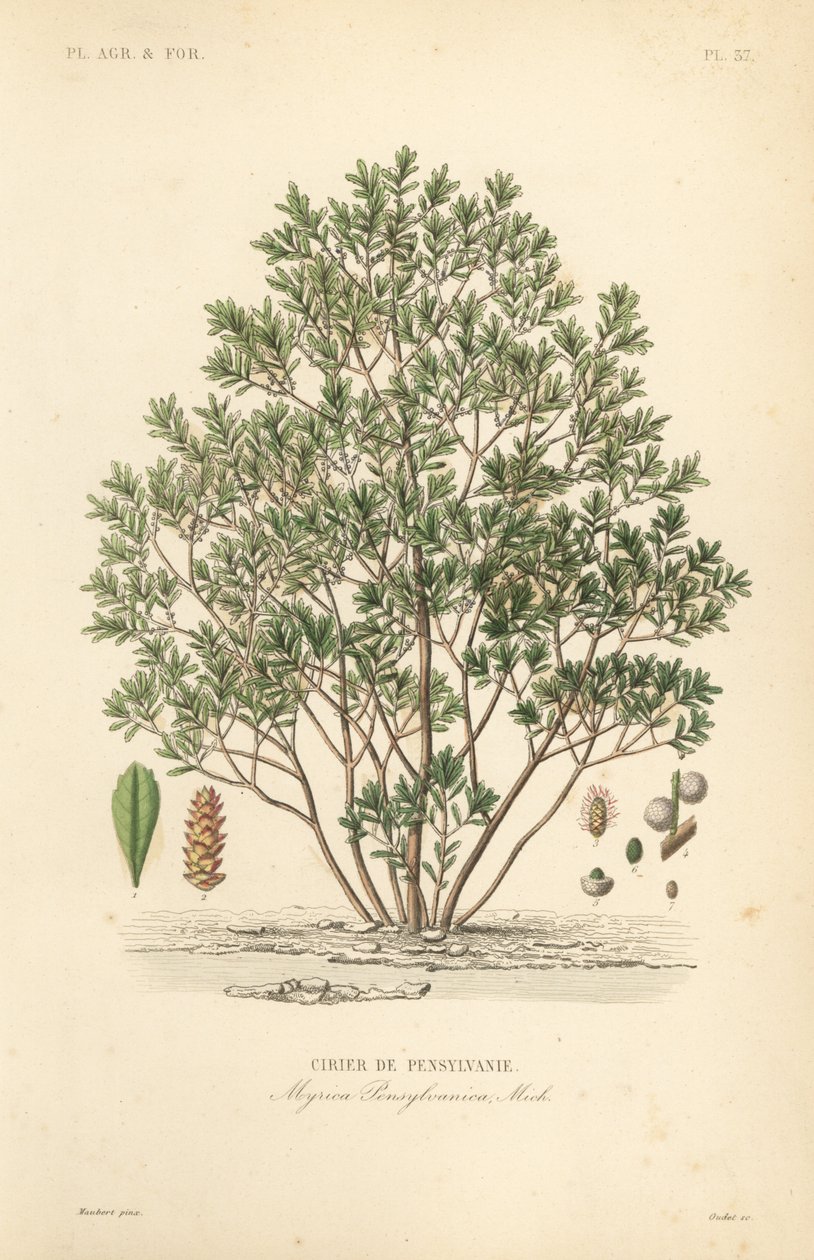 Noordelijke wasbes, Myrica pensylvanica, cirier de pensylivanie door Unbekannt