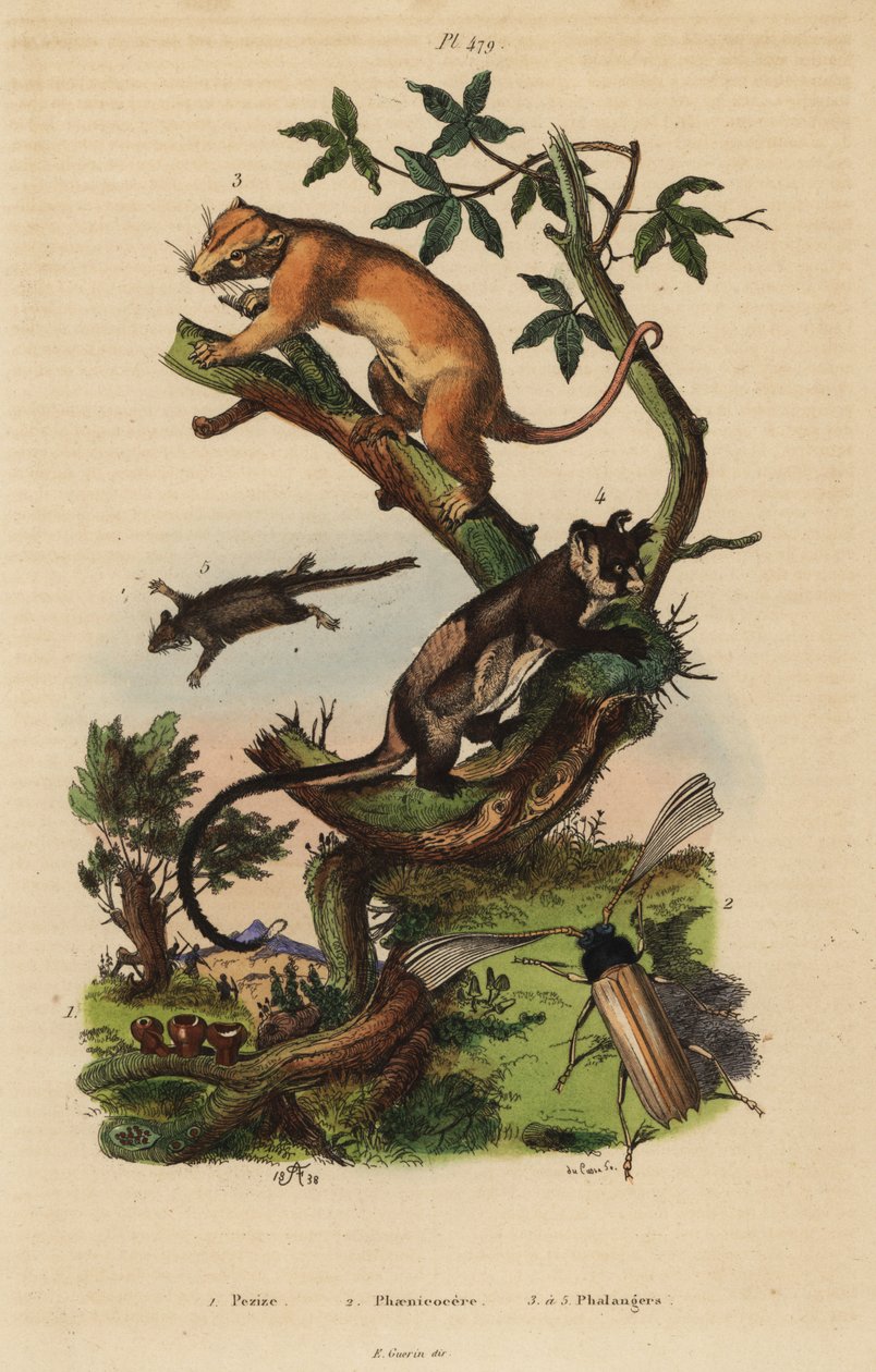 Noordelijke gewone koeskoes, Phalanger orientalis 3, geelbuikglijder, Petaurus australis 4, veerstaartglijder, Acrobates pygmaeus 5, Peziza schimmel 1 en Psygmatocerus wagleri kever 2 door Unbekannt