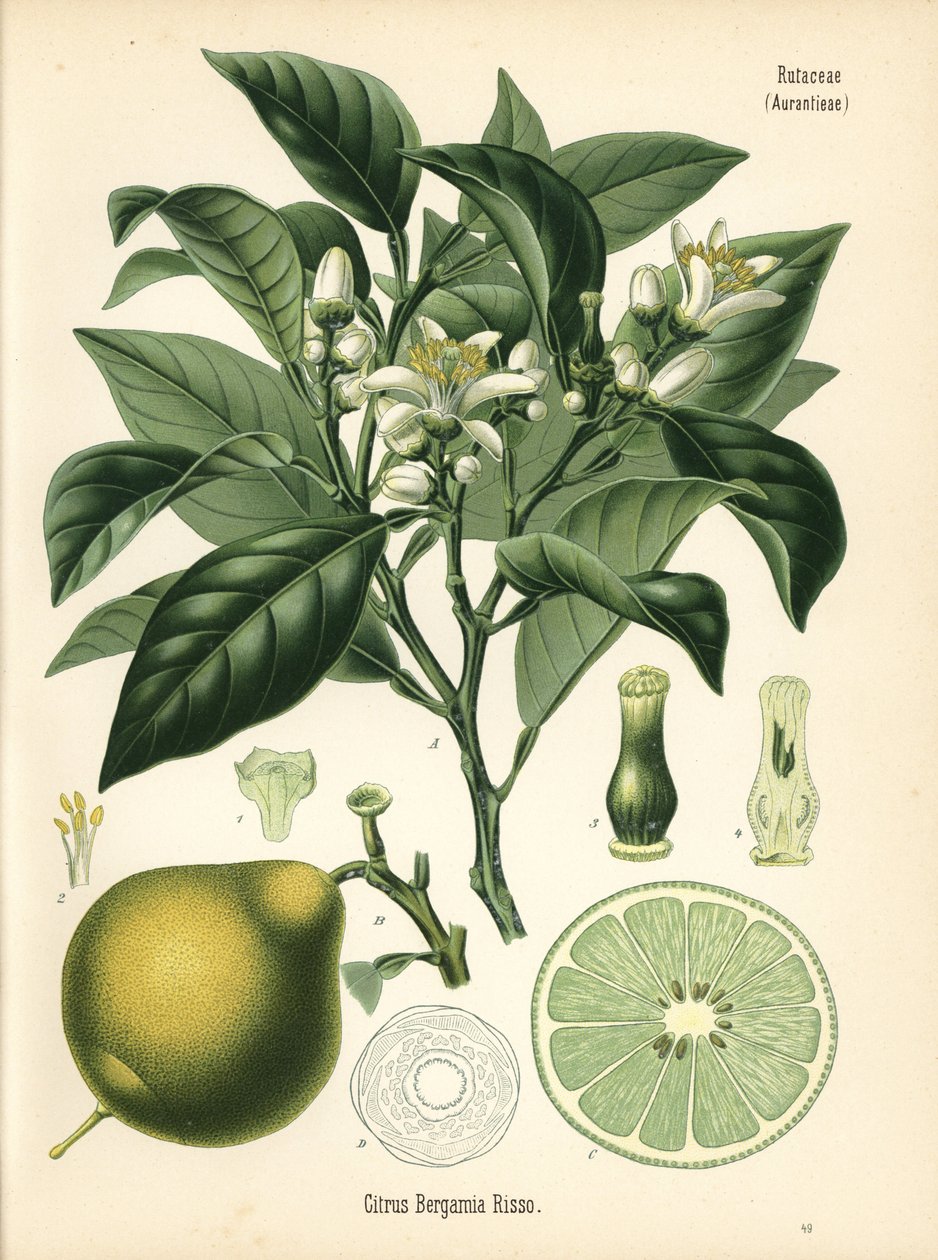 Oranje bergamot, Citrus bergamia. Chromolithografie naar een botanische illustratie uit Hermann Adolph Koehler
