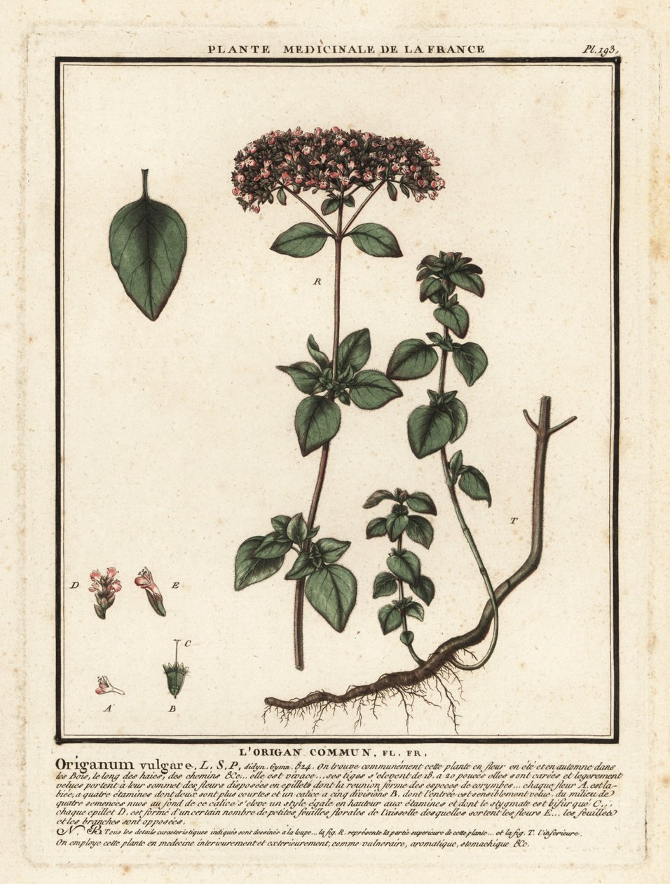 Oregano of wilde marjolein, Origanum vulgare door Unbekannter Künstler