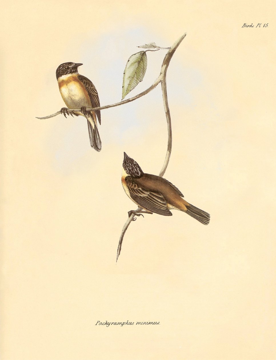 Ornithologie: De 