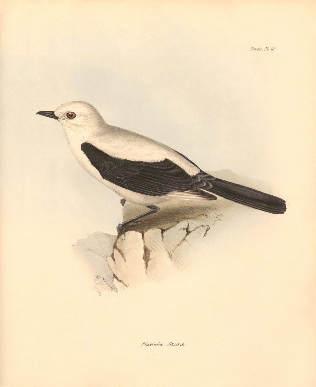 Ornithologie: De fluvicola azarea of vliegenvanger beschreven door Charles Darwin tijdens zijn ontdekkingsreis aan boord van de Beagle. Plaat uit The Zoology of the voyage of H.M.S. Beagle onder het bevel van kapitein Fitzroy tijdens de jaren 1832 tot 1836 door Unbekannter Künstler