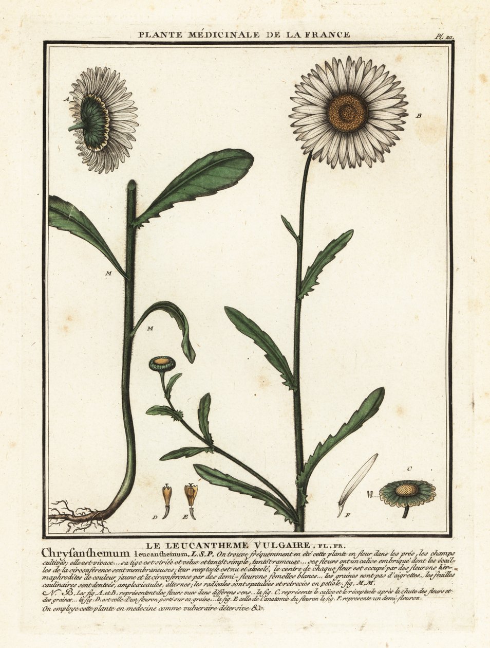 Margriet, Leucanthemum vulgare door Unbekannter Künstler