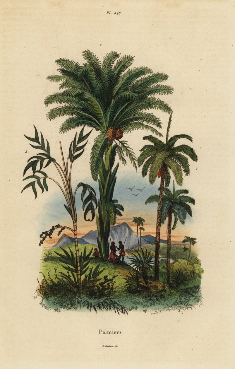Palmbomen: dadelpalm, Phoenix dactylifera 1, Attalea soort 2, en Geonoma soort 3 door Unbekannt