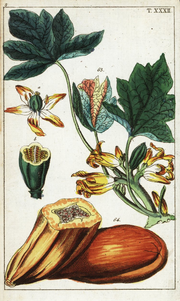 Papajavrucht, doorsnede, bloemen en bladeren, Carica papaya door Unbekannter Künstler