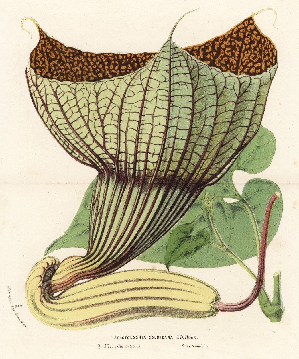 Pararistolochia goldieana (Aristolochia goldieana). Handgekleurde lithografie uit Louis van Houtte en Charles Lemaire