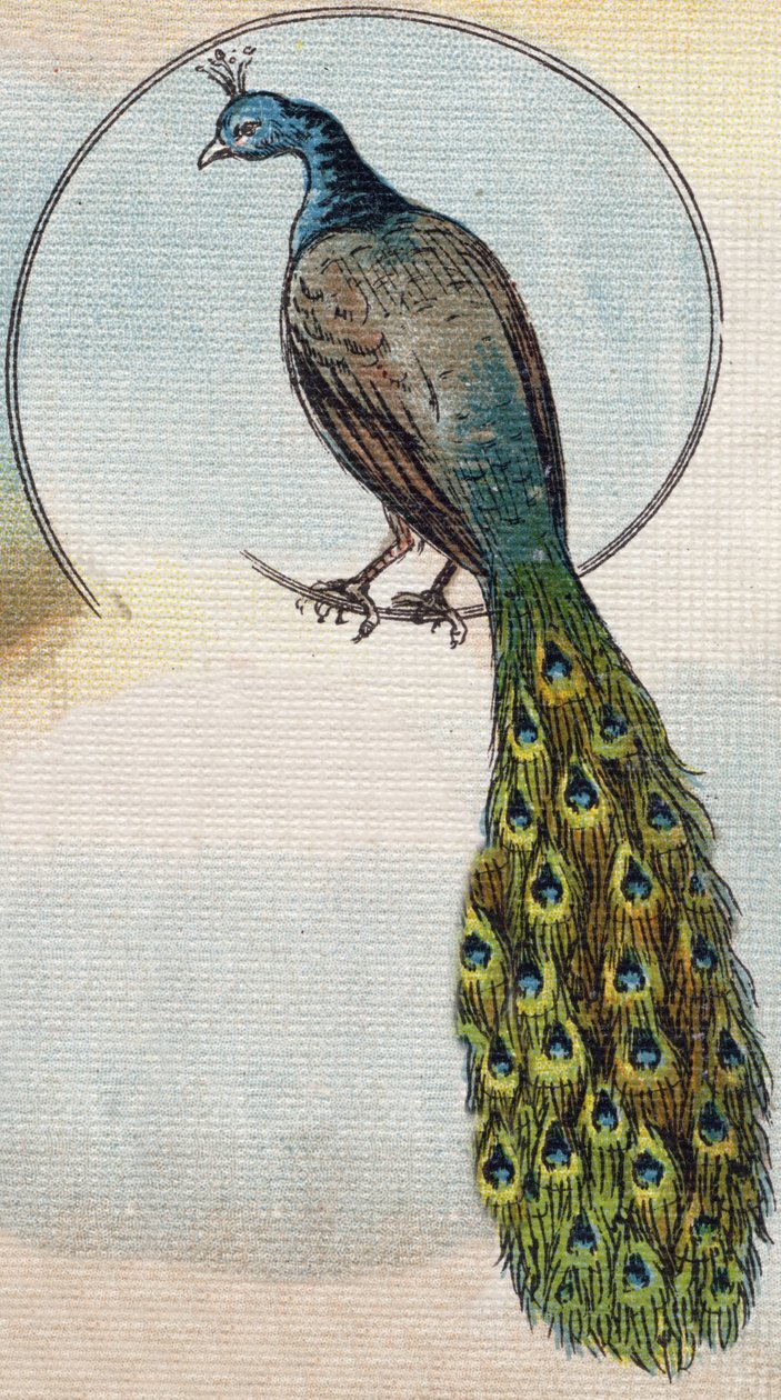Pauw. Gravure in "Alfabet van mijn kleine meisje". Bernardin-Bechet en Fils, boekhandel-uitgevers, Parijs, circa 1895. door Unbekannt