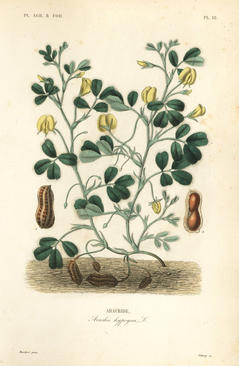 Pinda of aardnoot, Arachis hypogaea door Unbekannt