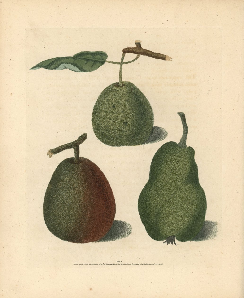 Peer variëteiten, Pyrus communis: Cressan, Gansell