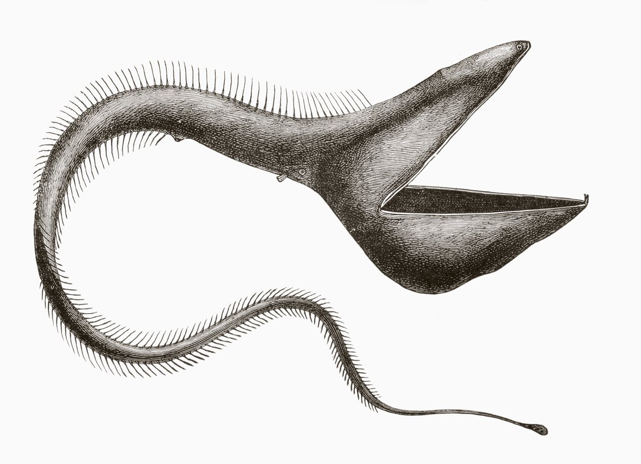Pelikaanaal of Eurypharynx pelecanoides, een diepzeevis die zelden door mensen wordt gezien, uit 