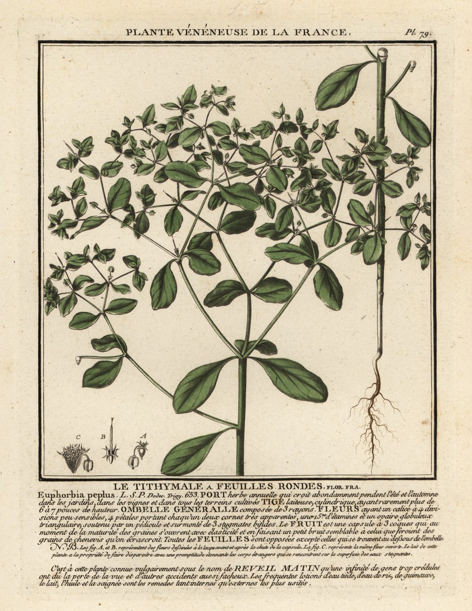 Kleine wolfsmelk, Euphorbia peplus door Unbekannter Künstler