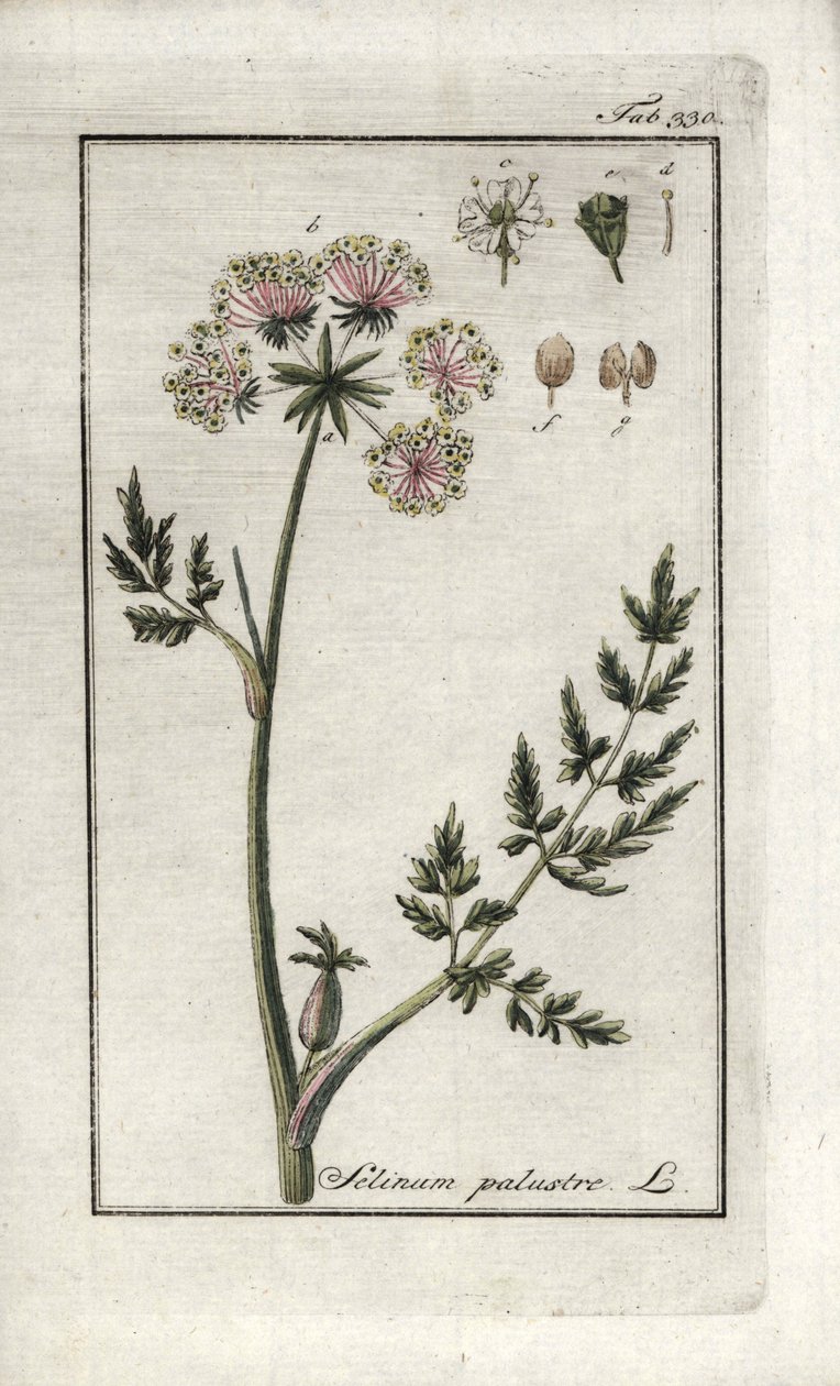 Moeraspeucedaan of moeraspeterselie (Selinum marsh). Lithografie uit 