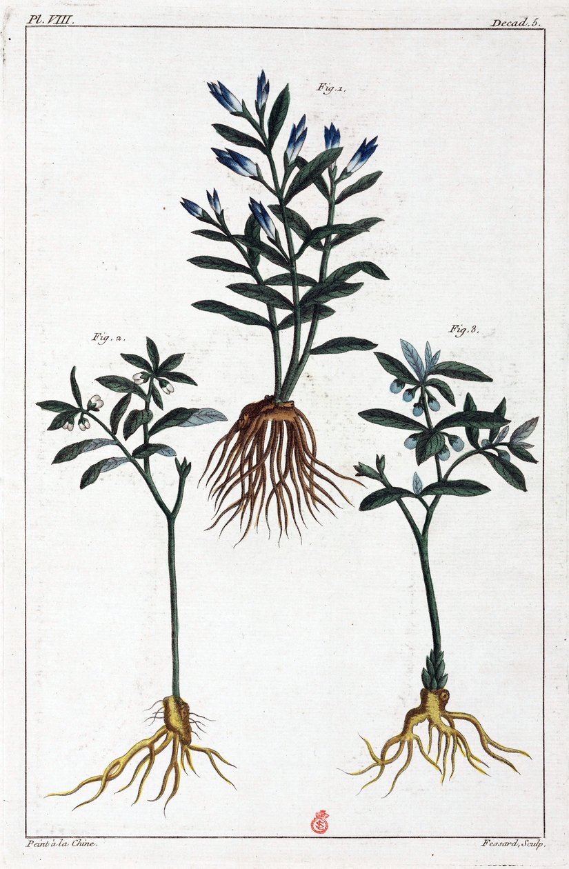 Medicinale planten, China door Unbekannt