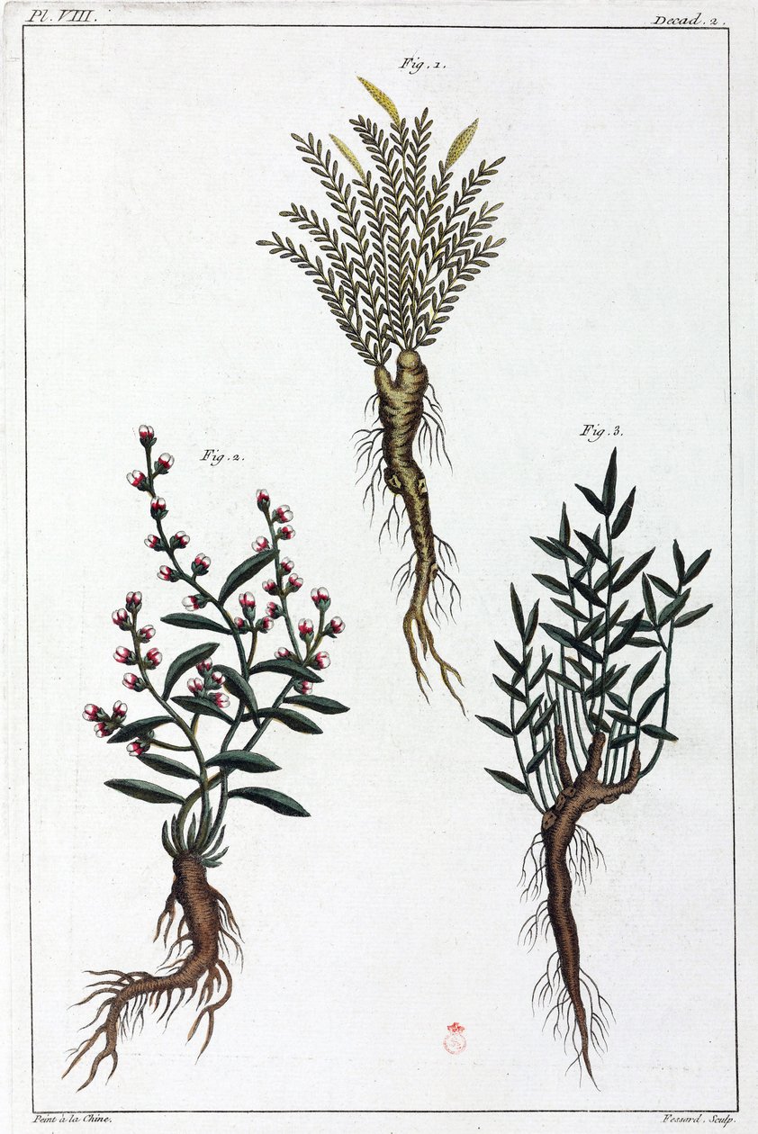 Medicinale planten, China door Unbekannt